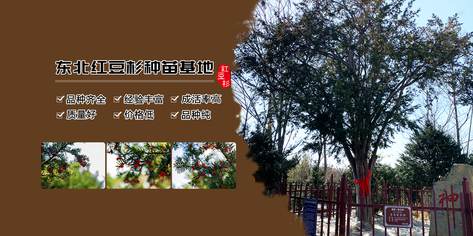 紅豆杉大樹